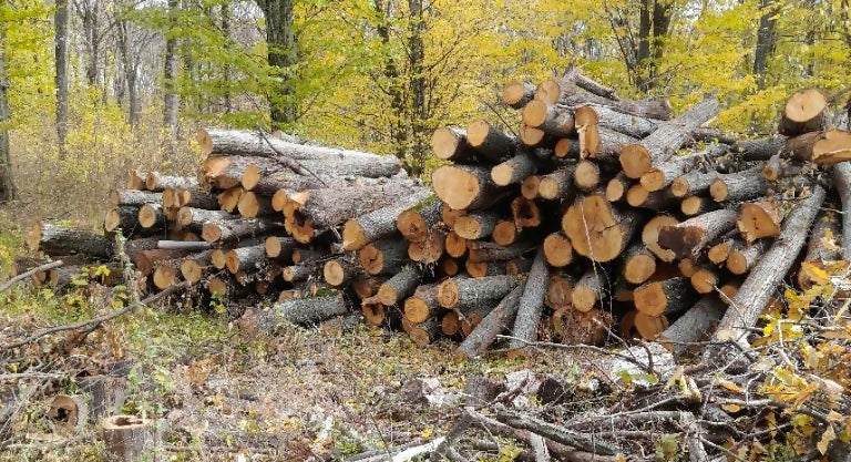 Lemn lucru diverse moi (m.c.)