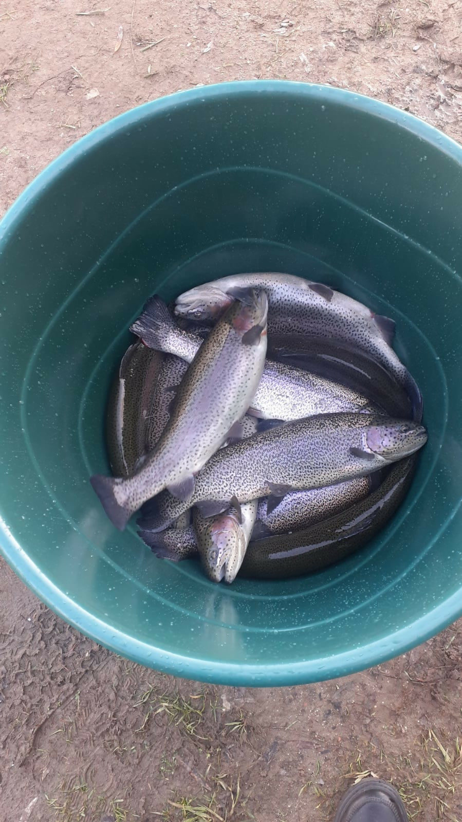 Pastrav curcubeu proaspat