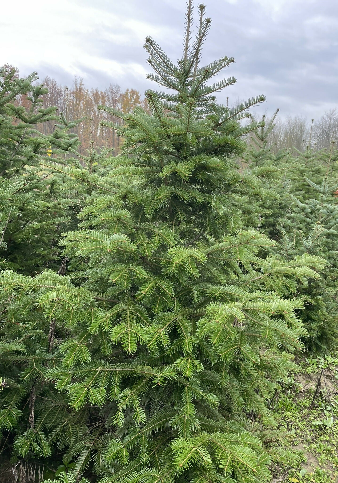 Puieti ornamentali specia Brad - Abies Alba