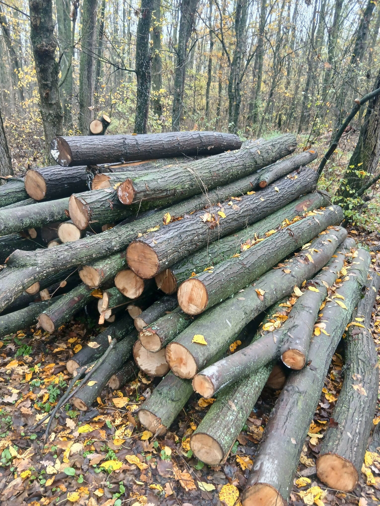 Lemn rotund pentru construcții rurale (mc) tei