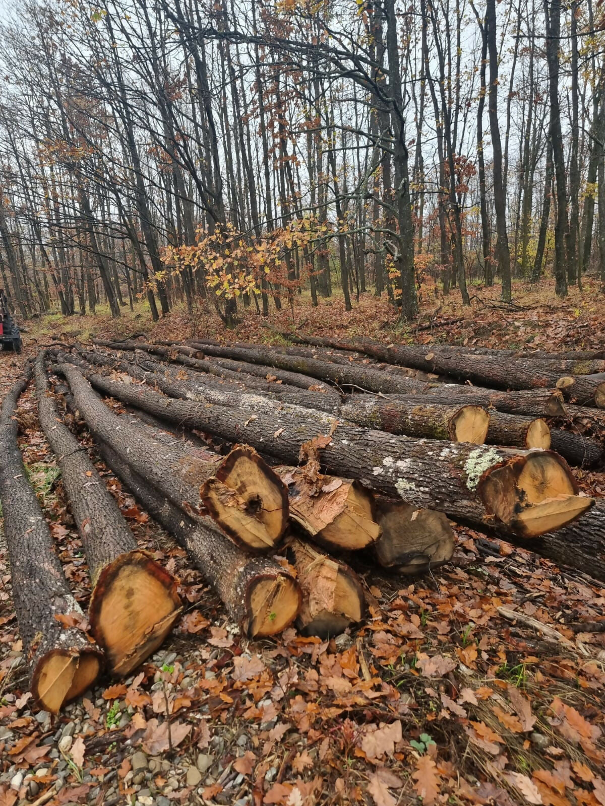Lemn rotund pentru construcții rurale (mc) stejar