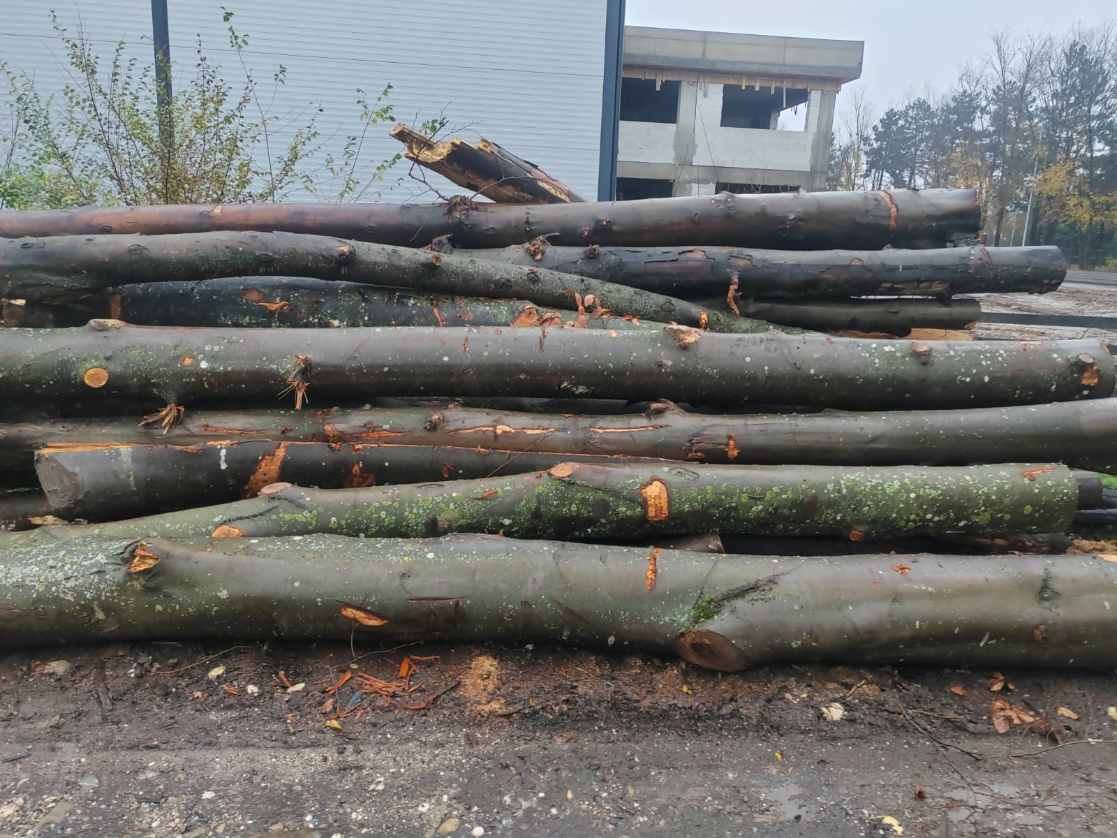 Lemn rotund pentru construcții rurale fag