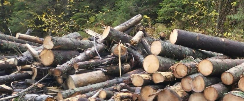 Lemn de foc molid (mc)