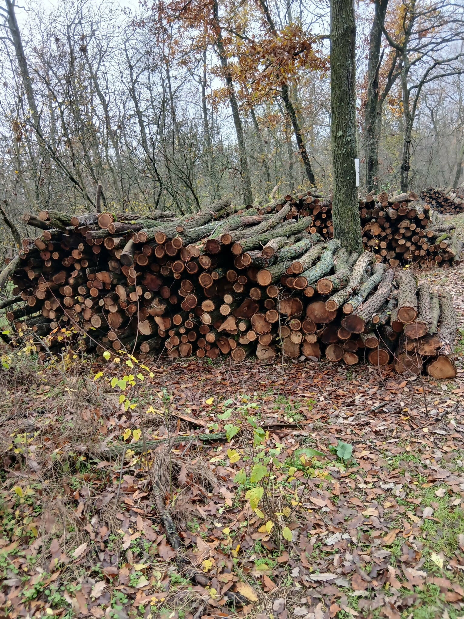 Lemn rotund pentru constructii (mc)