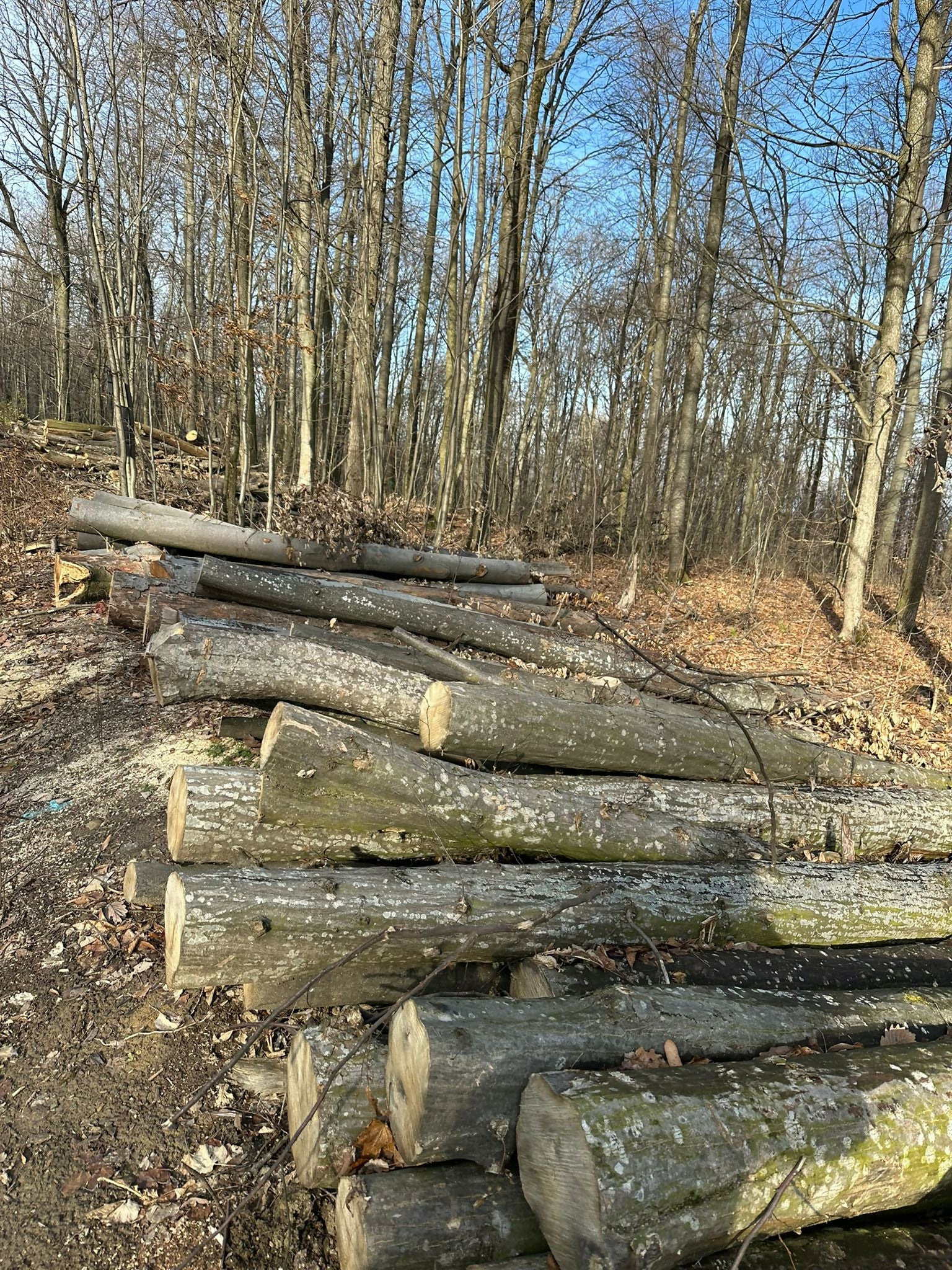 Lemn Constructii Rurale (Lemn C.R. - diverse specii tari)