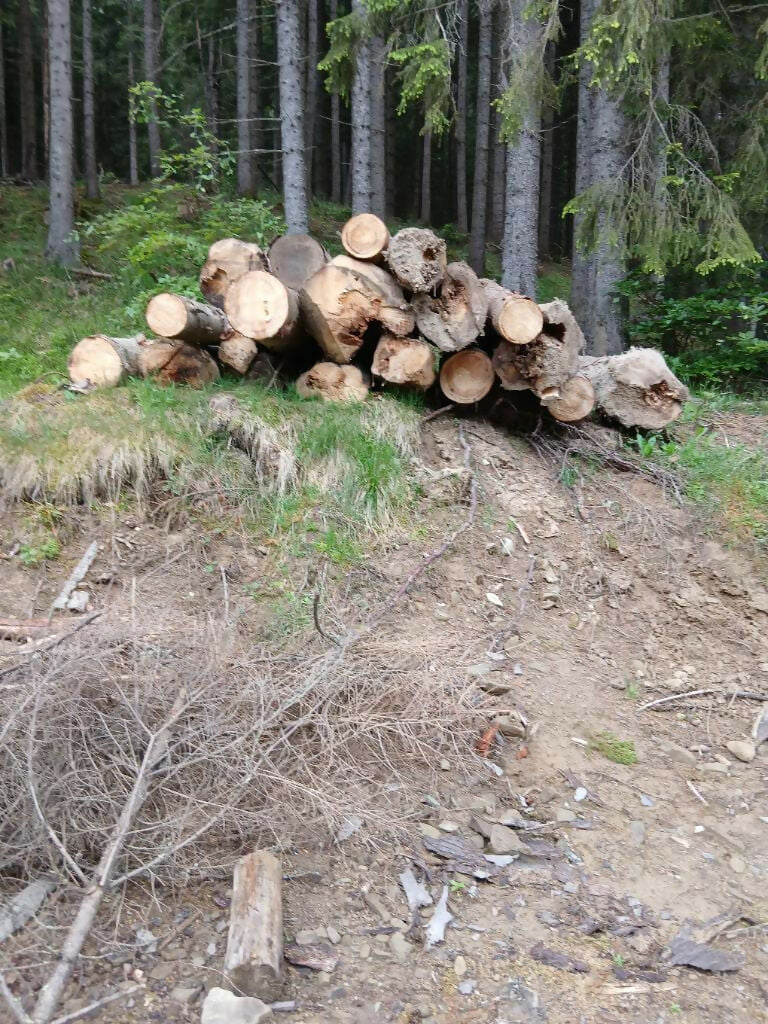 Lemn foc catarg molid (mc)